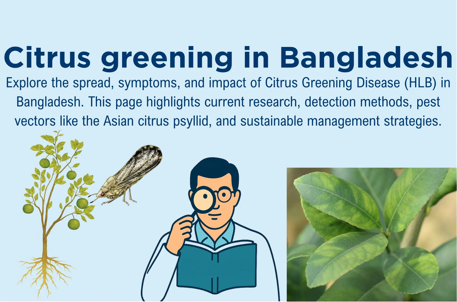 Citrus greening (Huanglongbing) in Bangladesh image